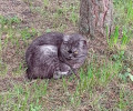 В Калининграде разыскивают пропавшую кошку