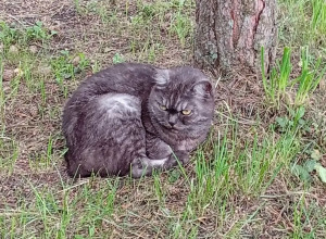 В Калининграде разыскивают пропавшую кошку