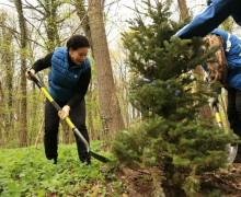 Калининград присоединился к Всероссийскому субботнику: в городских парках высадили новые пихты