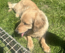 В Калининградской области разыскивают хозяев найденной собаки