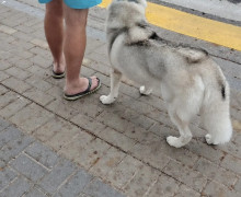 Пропала собака Ника в Зеленоградске и Калининграде