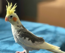 В Калининграде ищут пропавшего попугая корелла