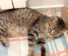 В поселке Малое Васильково разыскивают пропавшую кошку Зайку