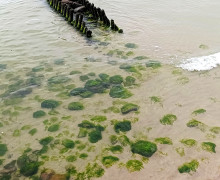Фотографии заката на Балтийском море опубликовала жительница Калининграда