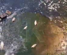На Нижнем озере в Калининграде заметили необычное поведение рыбы