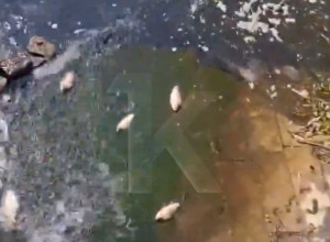 На Нижнем озере в Калининграде заметили необычное поведение рыбы