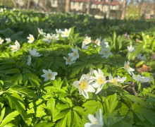 В Ботаническом саду БФУ им. Канта расцвели магнолии и другие весенние растения