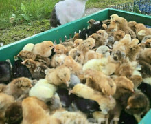 Пожарный из Краснознаменска снял кота с дерева, где тот просидел трое суток