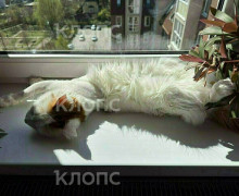 Кот со сломанными лапами, найденный на Артиллерийской в Калининграде, восстанавливается после операции