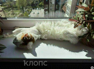 Кот со сломанными лапами, найденный на Артиллерийской в Калининграде, восстанавливается после операции