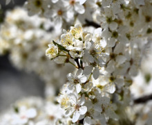 Алыча зацвела на улицах Калининграда