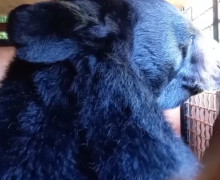 Гималайский медведь Вася из Москвы временно поселился в Калининградском зоопарке