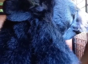 Гималайский медведь Вася из Москвы временно поселился в Калининградском зоопарке