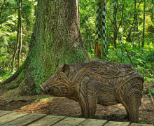 Королевский бор