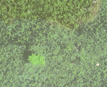 Цианотоксины в Верхнем озере: почему цветение воды в Калининграде опасно и как это связано с очисткой