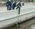 В Светлом пожарный эвакуировал собаку, оказавшуюся на островке в морском канале