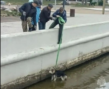 В Светлом пожарный эвакуировал собаку, оказавшуюся на островке в морском канале