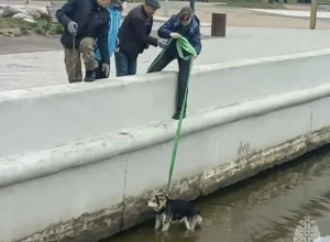 В Светлом пожарный эвакуировал собаку, оказавшуюся на островке в морском канале