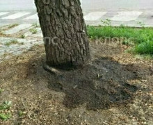 В Гусеве неизвестные продолжают уничтожать берёзу на проспекте Ленина