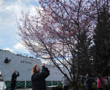 Сакура зацвела на набережной Музея Мирового океана в Калининграде