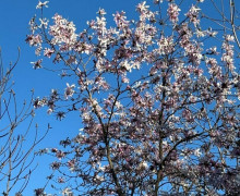 В Ботаническом саду БФУ им. Канта расцвели магнолии и другие весенние растения