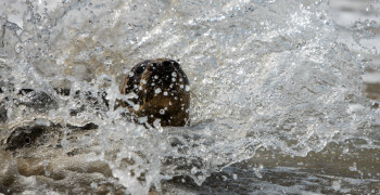 В Калининградской области выпустили в море ещё трёх спасённых детёнышей серого тюленя
