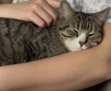 В Калининграде ищут дом для кота и помощь в поисках пропавшего питомца из Приморска