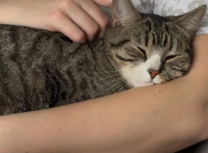 В Калининграде ищут дом для кота и помощь в поисках пропавшего питомца из Приморска