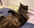 В Светлогорске-1 пропала кошка, в Калининграде найдены две собаки