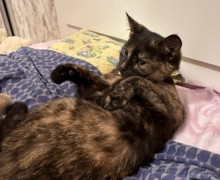 В Светлогорске-1 пропала кошка, в Калининграде найдены две собаки