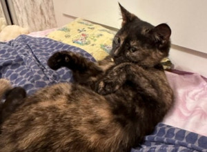 В Светлогорске-1 пропала кошка, в Калининграде найдены две собаки