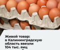 В Калининградскую область поступило 104 тысячи инкубационных яиц