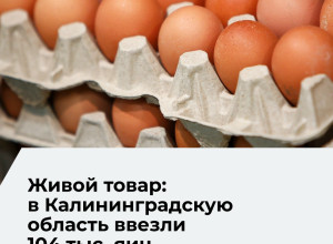 В Калининградскую область поступило 104 тысячи инкубационных яиц