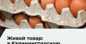 В Калининградскую область поступило 104 тысячи инкубационных яиц