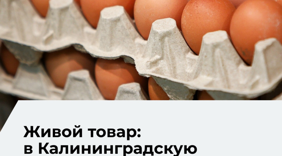 В Калининградскую область поступило 104 тысячи инкубационных яиц
