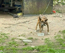 В поселке Калининградской области собака содержится на цепи в истощенном состоянии