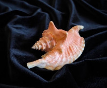 Коллекция редких раковин морских моллюсков пополнила фонды Музея Мирового океана в Калининграде