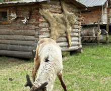 Тюмень: что посмотреть и чем заняться в городе, куда летят прямые рейсы из Калининграда