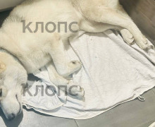 В Зеленоградске похититель хаски в голубых шортах подбросил собаку в зоомагазин после избиения