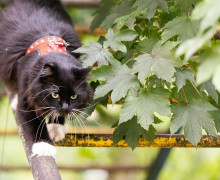 На улице Багратиона живёт знаменитый кот Васенька