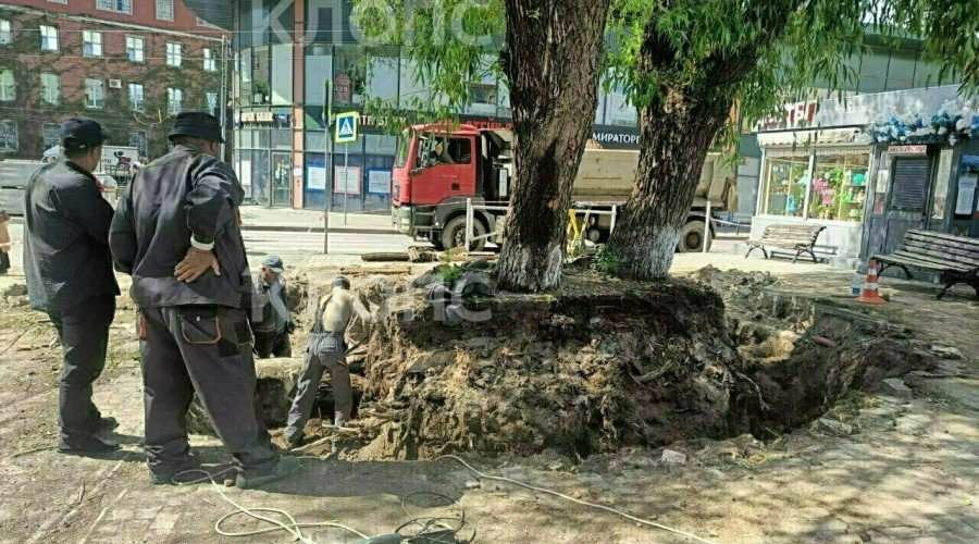 У Северного вокзала в Калининграде при ремонте повредили корни деревьев