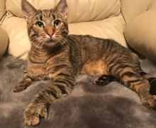 Пропал кот Сёма, 9 лет, Калининград, ул. Куйбышева, 64