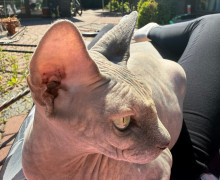 В Калининграде разыскивают пропавшую кошку породы канадский сфинкс