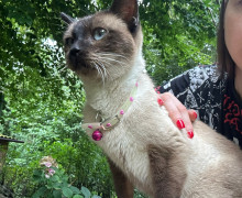 В Светлогорске ищут хозяев найденной кошки