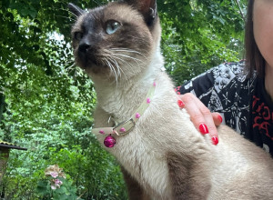 В Светлогорске ищут хозяев найденной кошки