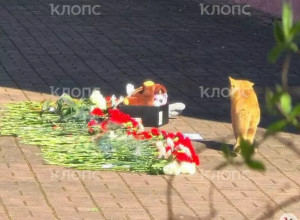 Цветы и игрушки несут к гимназии в Калининграде, где училась погибшая 14-летняя школьница
