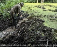 В Калининградской области за два дня ликвидировали 43 бобровые плотины