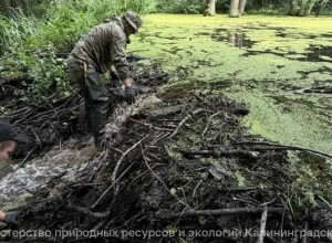В Калининградской области за два дня ликвидировали 43 бобровые плотины