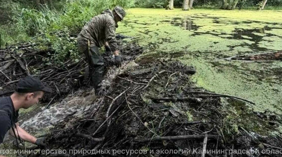 В Калининградской области за два дня ликвидировали 43 бобровые плотины