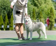 В Зеленоградске похититель хаски в голубых шортах подбросил собаку в зоомагазин после избиения